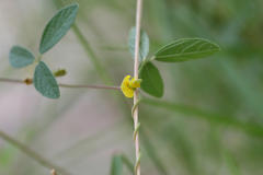 Rhynchosia aurea